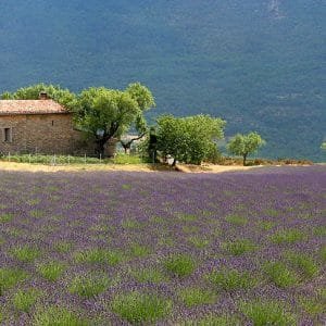 Le meilleur moyen de découvrir les plateaux de lavande