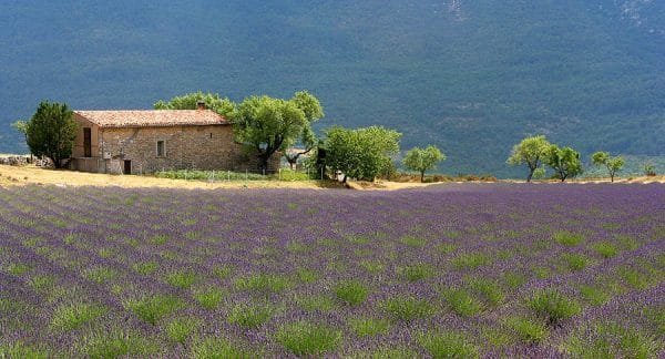 Le meilleur moyen de découvrir les plateaux de lavande