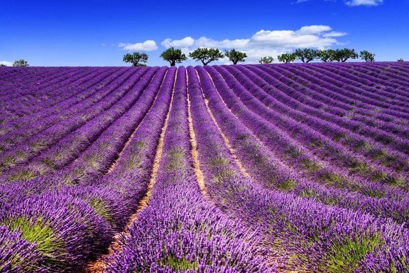 Lavender field in Valensole – Valensole Lavender Tour from Marseille